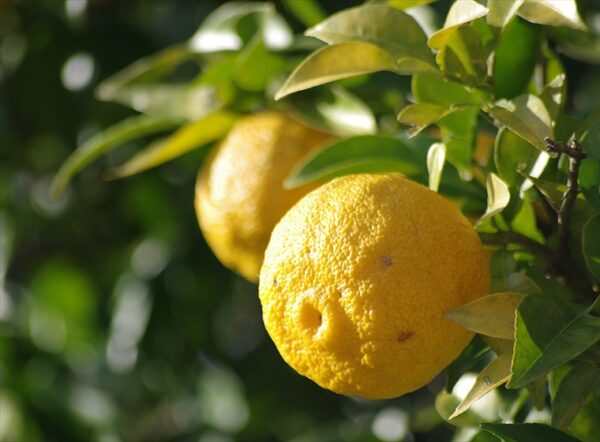 yuzu citrus